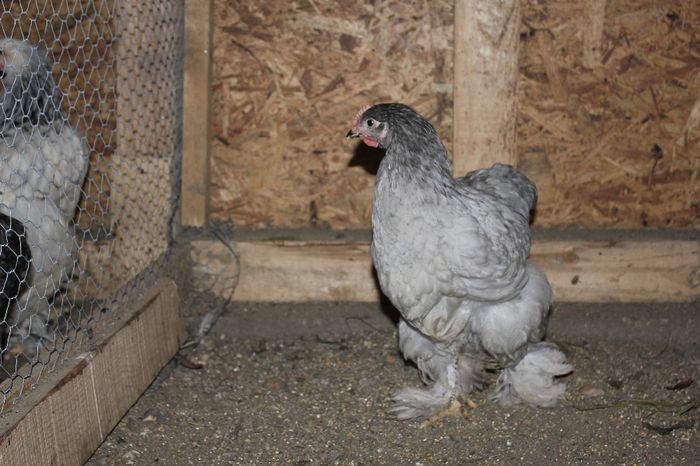 IMG_0677 - pui prima serie 2014         27 februarie