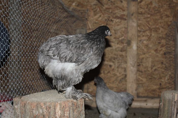 IMG_0678 - pui prima serie 2014         27 februarie