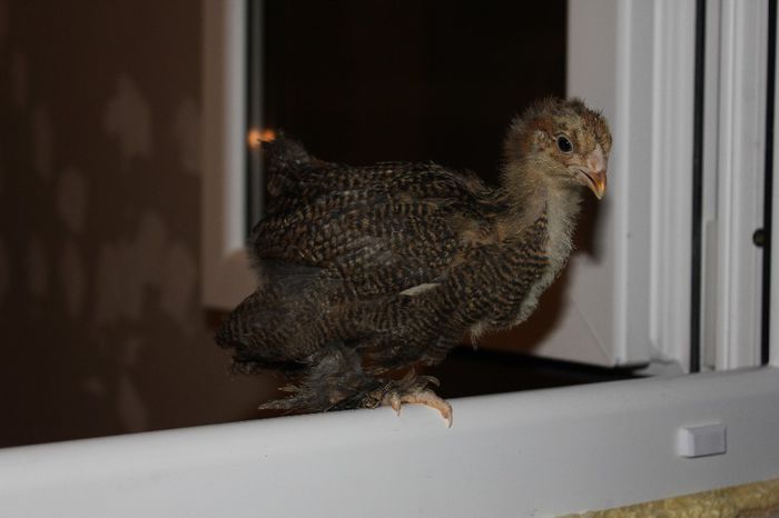 IMG_0715 - pui a-3-a serie