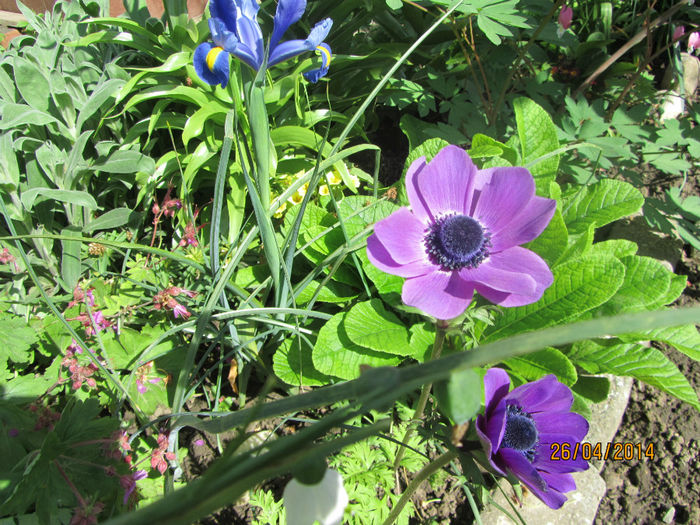 Anemone -Coronaria de Caen 08
