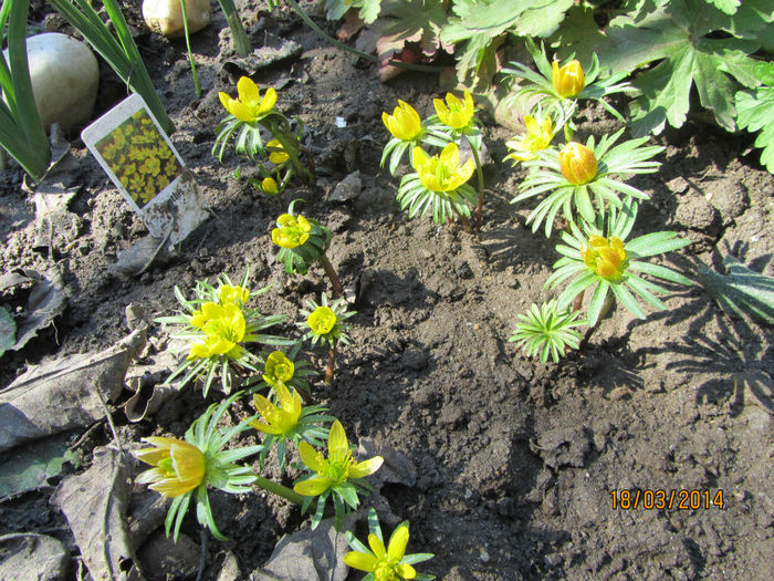 Anemone -Eranthis 05