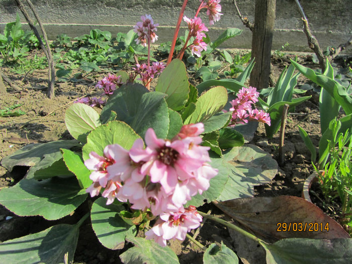 Bergenia 08