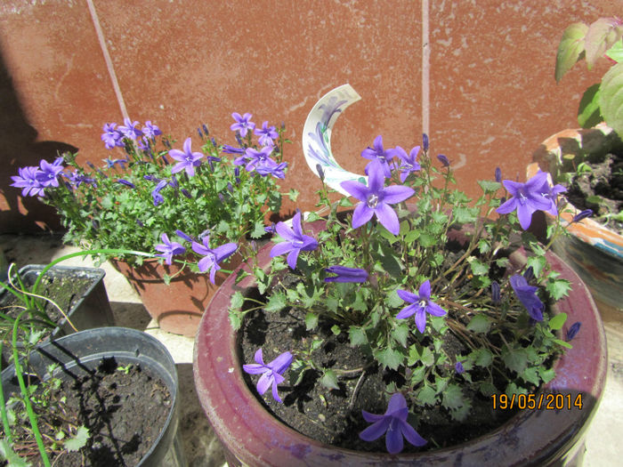 Campanula Balcanica 01