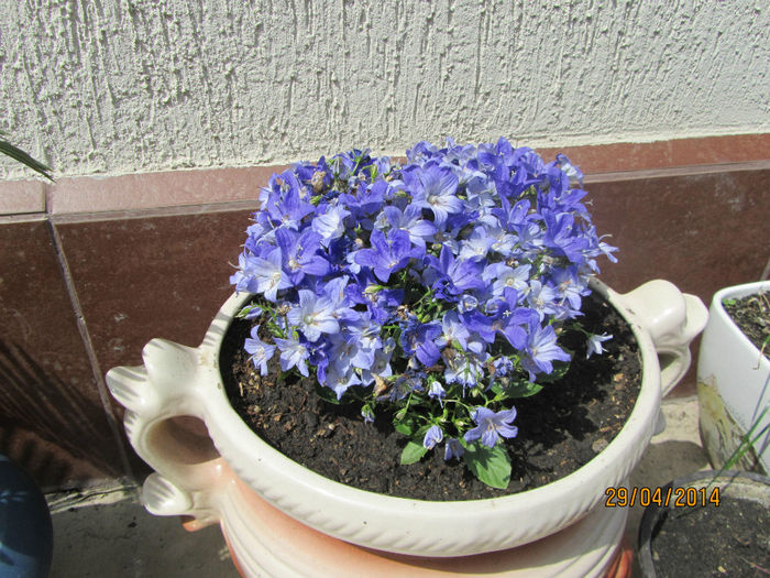 Campanula