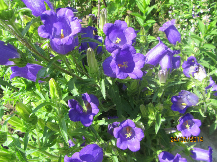 Campanula medium 12