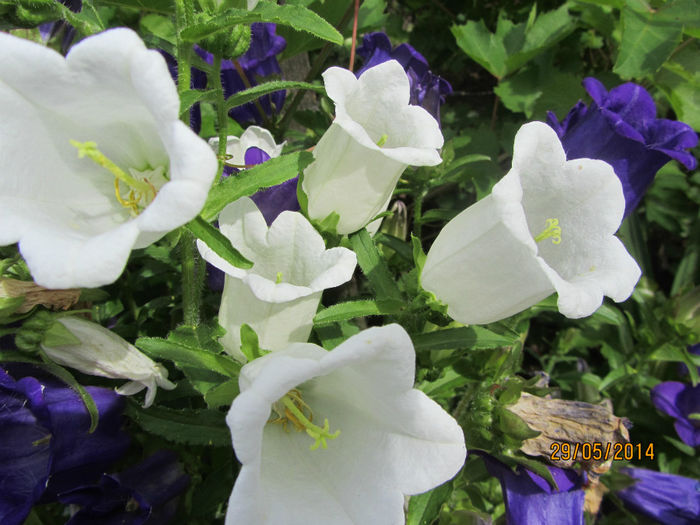 Campanula medium 15