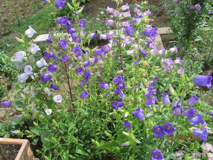 Campanula medium 17 - a-Primavara