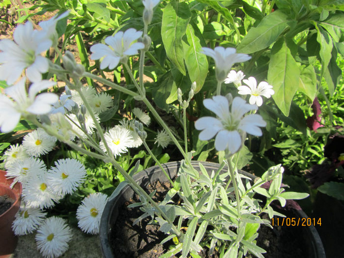 Cerastium Tomentosum 2