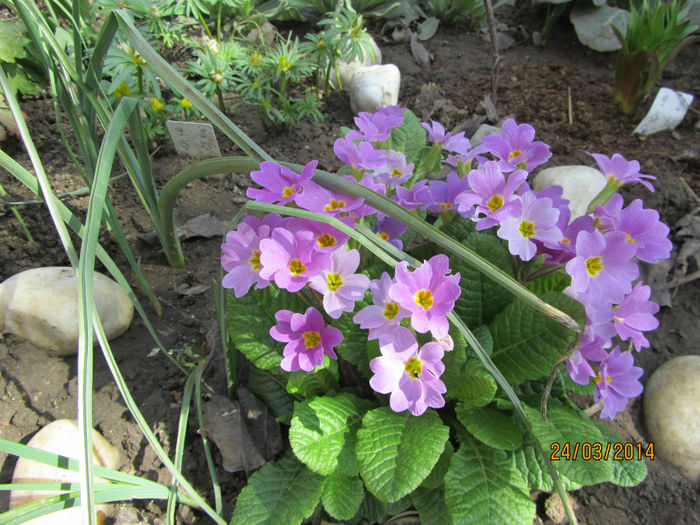 Ciubotica cucului 02