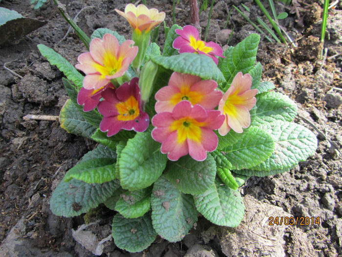 Ciubotica cucului 03