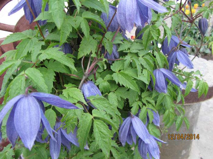 Clematis Pamela Jackman-03