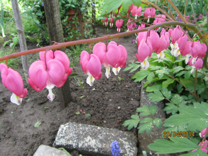 Dicentra Spectabilis 21