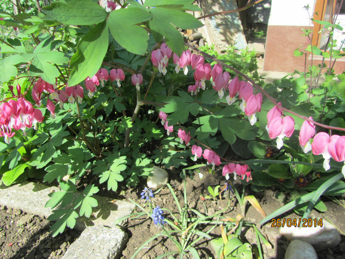 Dicentra Spectabilis 23
