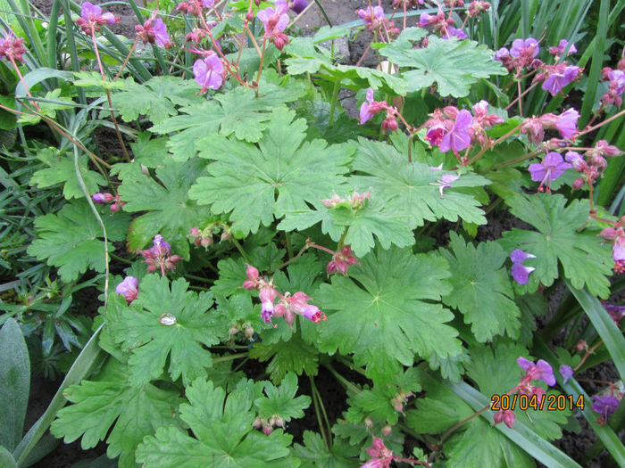 Geranium 06