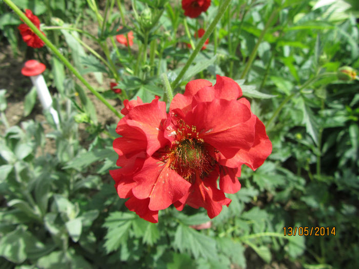 Geum Coccineum Chiloense 06