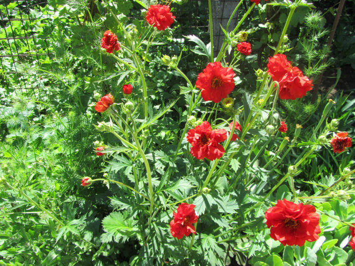 Geum Coccineum Chiloense 09