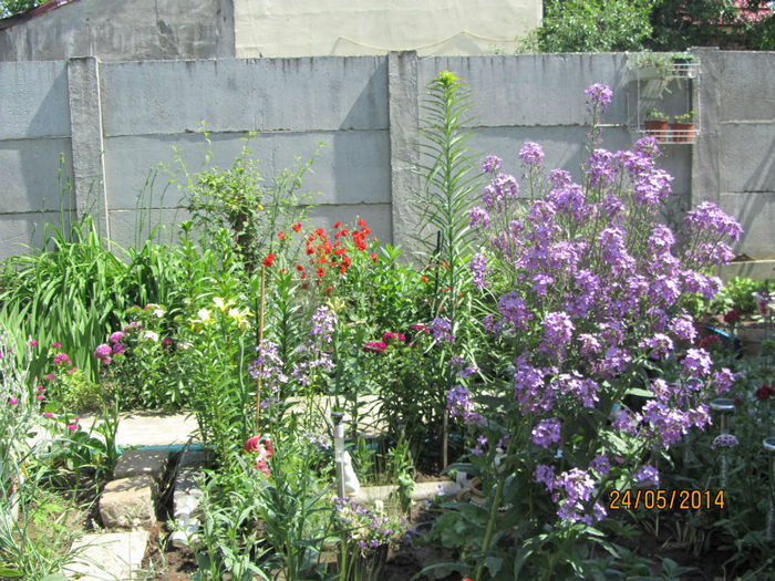 Gradina in Mai