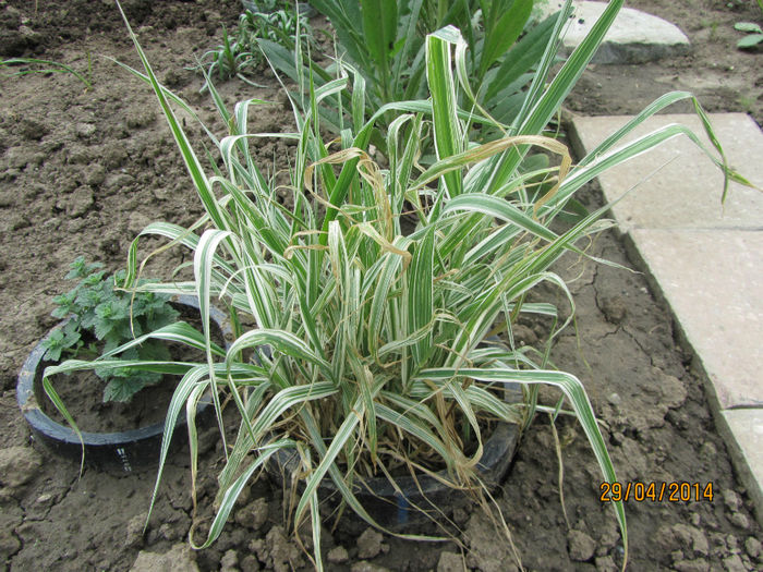 Iarba dec. 01 Phalaris Arundinacea Picta