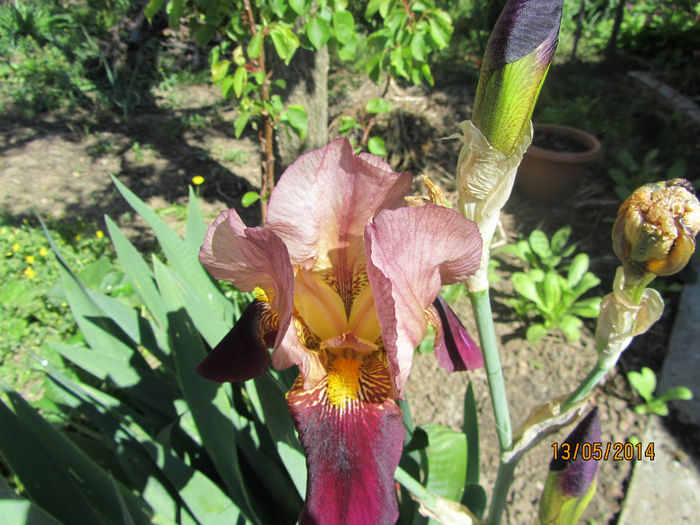 Iris Germ. 02