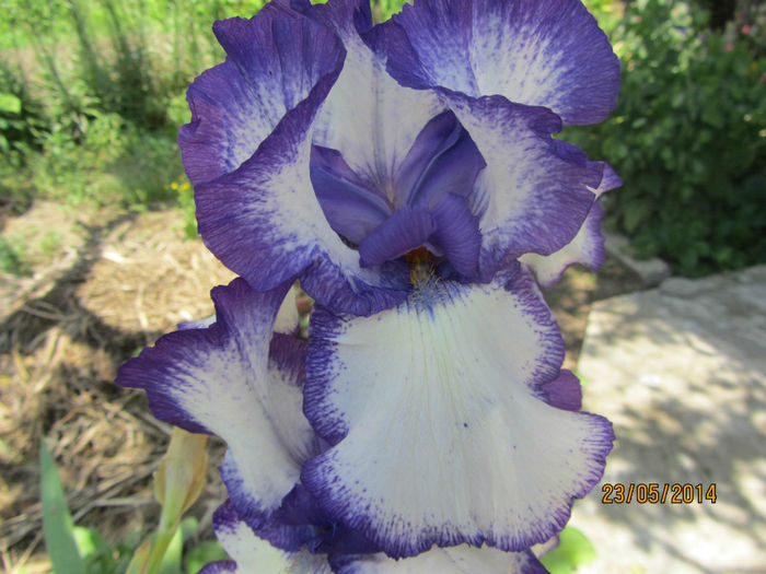 Iris Germ. 06 - a-Primavara