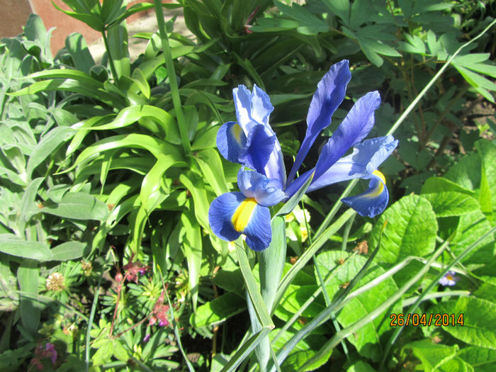 Iris holandica 01