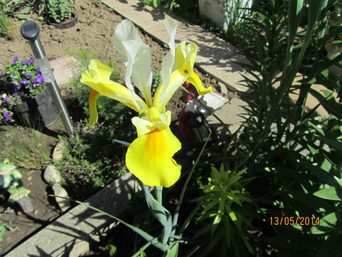 Iris holandica 02