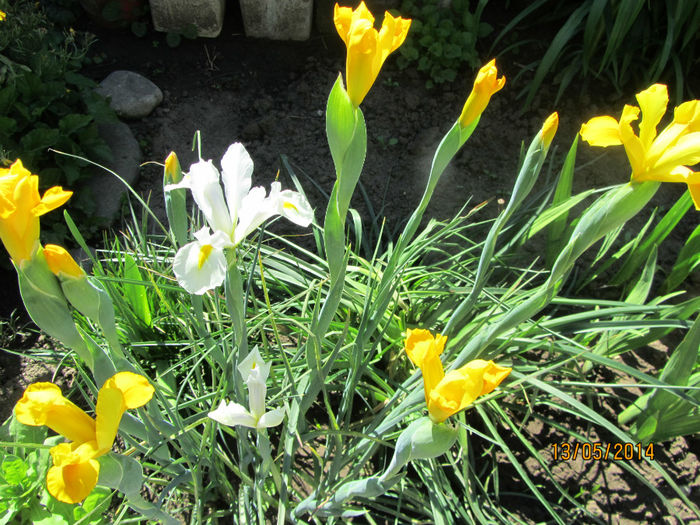 Iris holandica 04 - a-Primavara