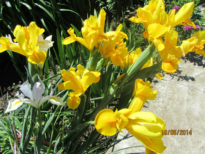 Iris holandica 05 - a-Primavara