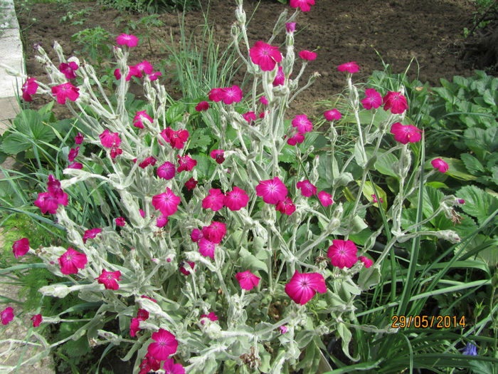 Lychnis Coronaria
