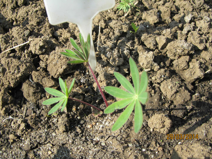 Lupin 00