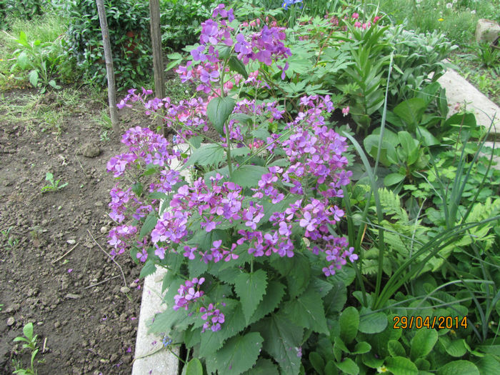 Lunaria Annua-4