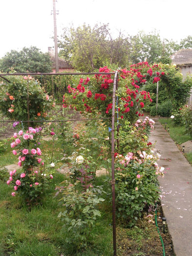 Photo2913 - 2014 Trandafiri si clematis