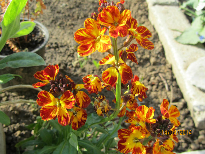 Micsunele-Erysimum Cheiri-3