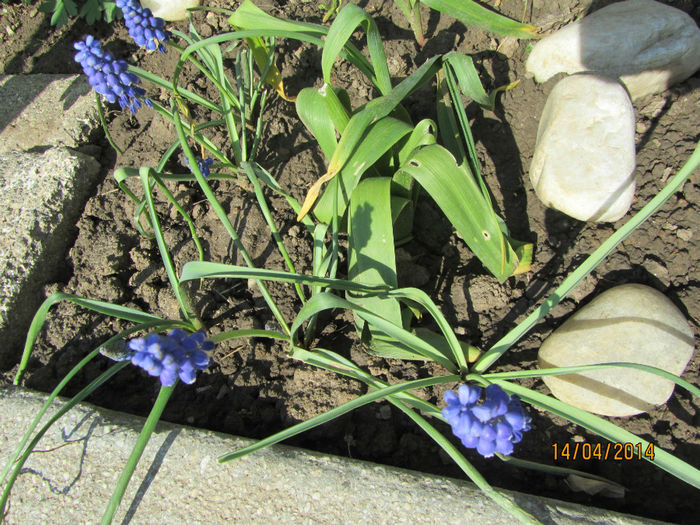 Muscari Armeniacum 03