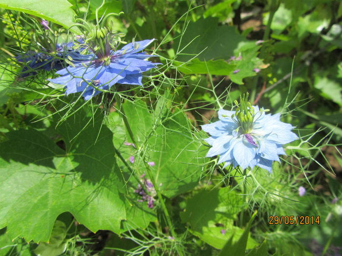 Nigella damascena-Chica voinicului