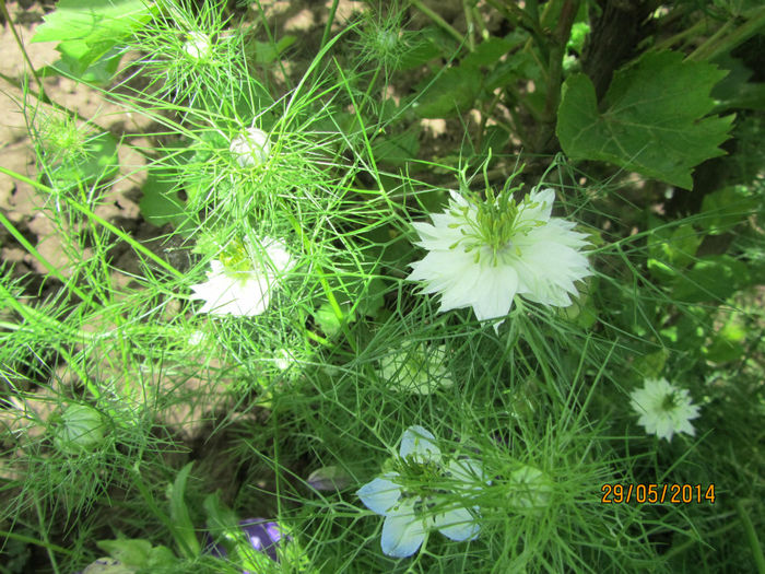 Nigella  Damascena - a-Primavara