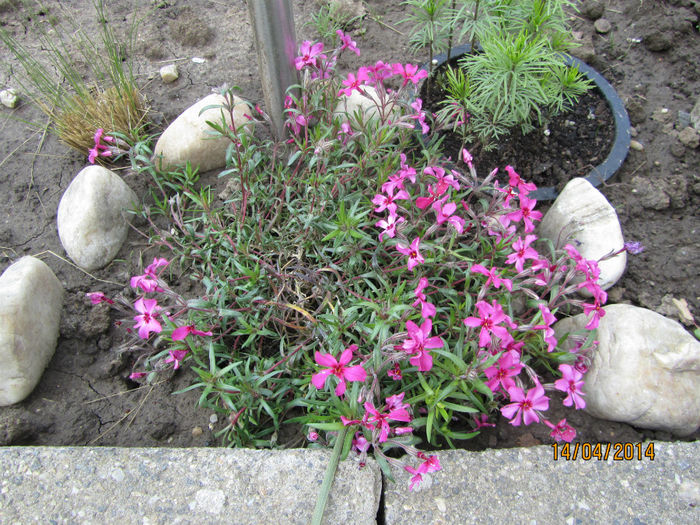 Phlox Subulata 04