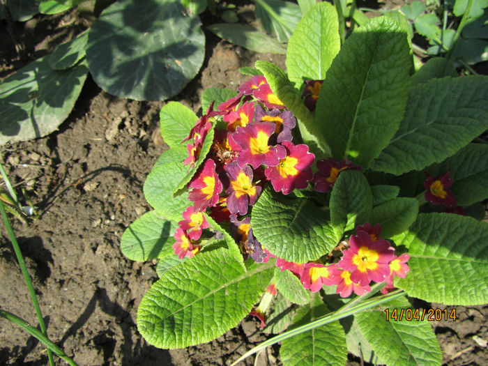 Primula 10