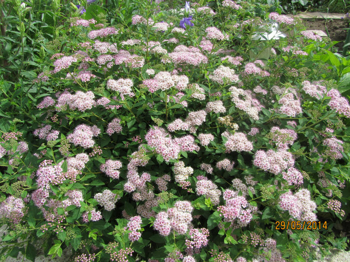 Spiraea litlle prisces