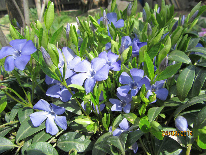 Vinca minor 03