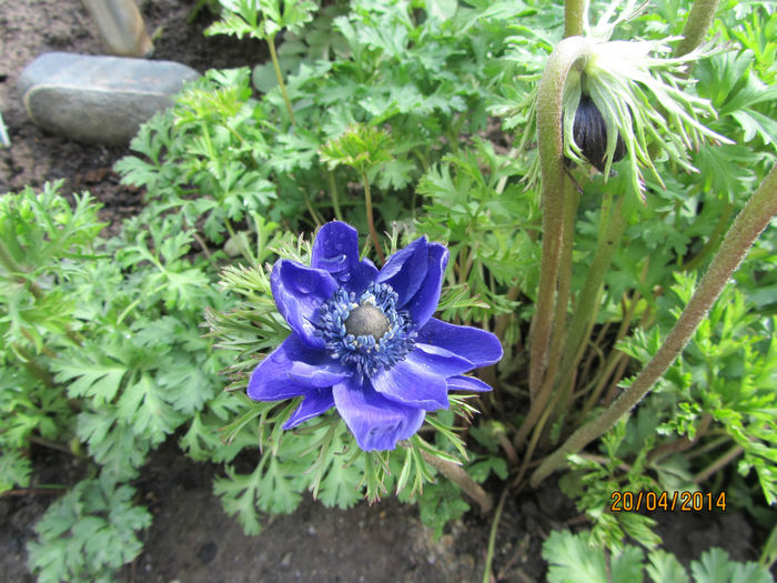 Anemone (11)