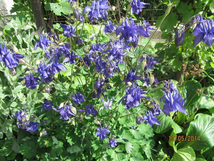 Caldarusa albastra 11 - 01-Flori din curtea mea 2014