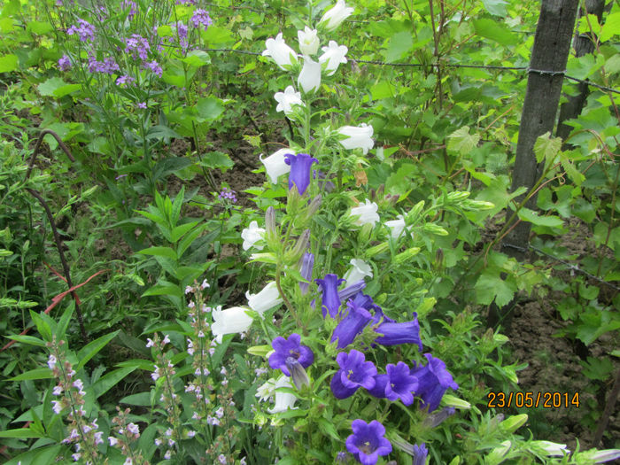 Campanula medium 06