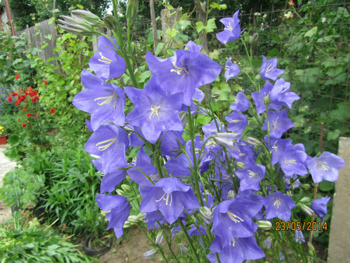 Campanula Platycodon 08