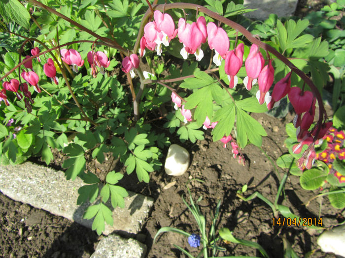 Dicentra Spectabilis 7