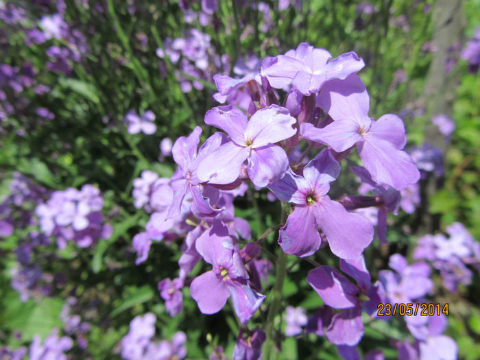 Erysimum B.M. 13 - 01-Flori din curtea mea 2014