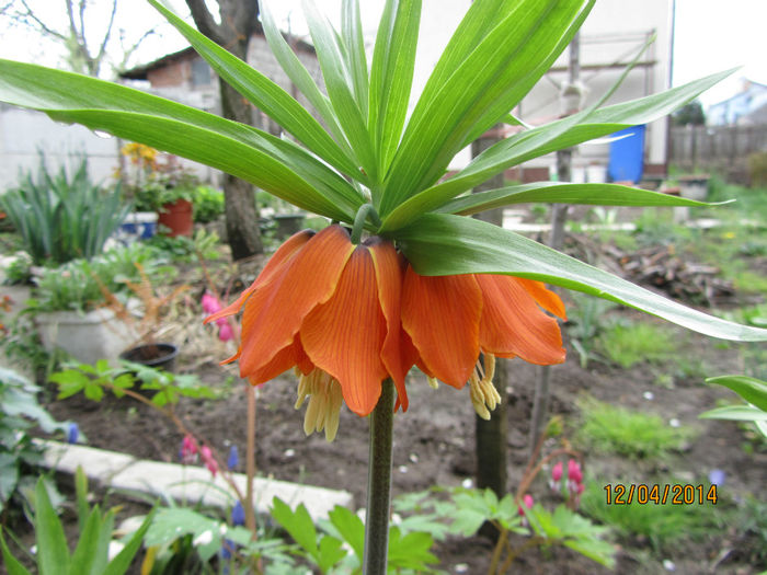 Fritillaria Imperialis 16 - 01-Flori din curtea mea 2014