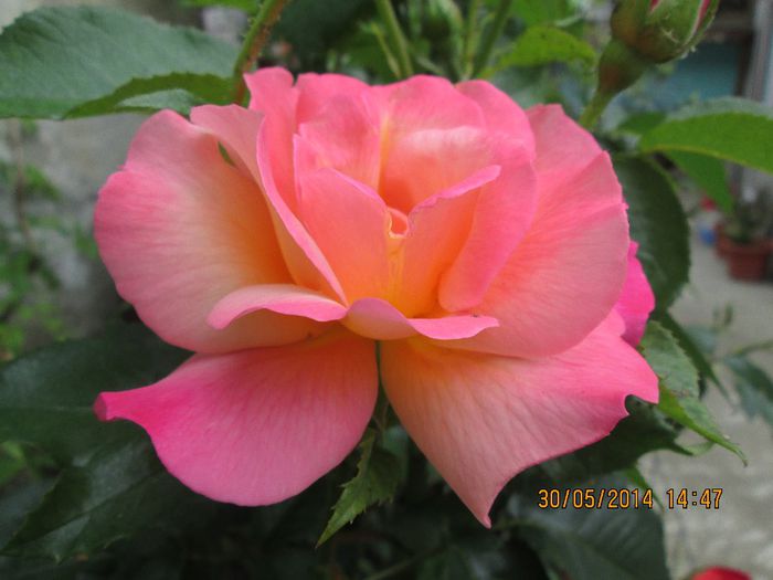 IMG_5786 - La tara in mai