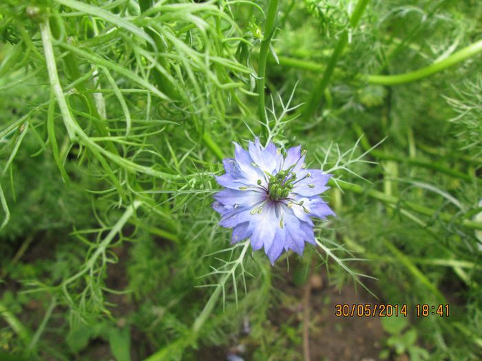 IMG_5787 - La tara in mai