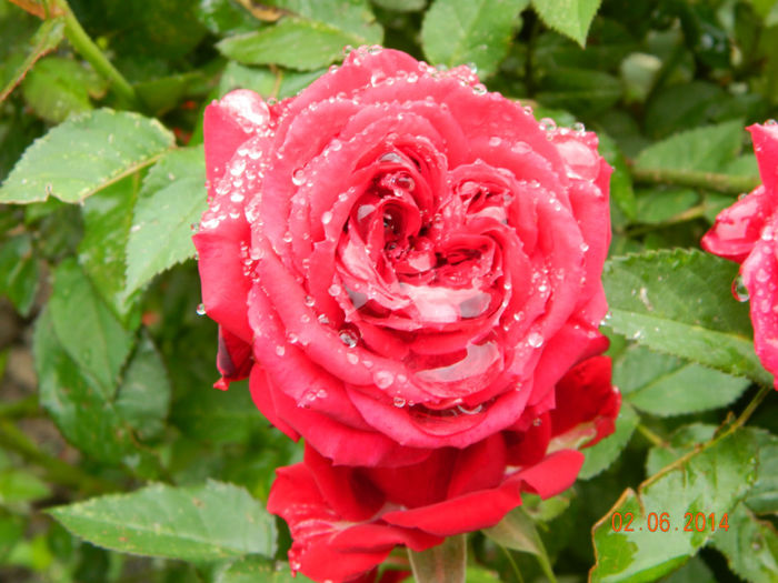 Picture 078 - Regele -trandafir
